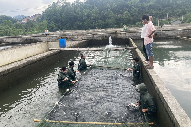 员工在鱼类养殖场参加生产实习 何远法摄.jpg