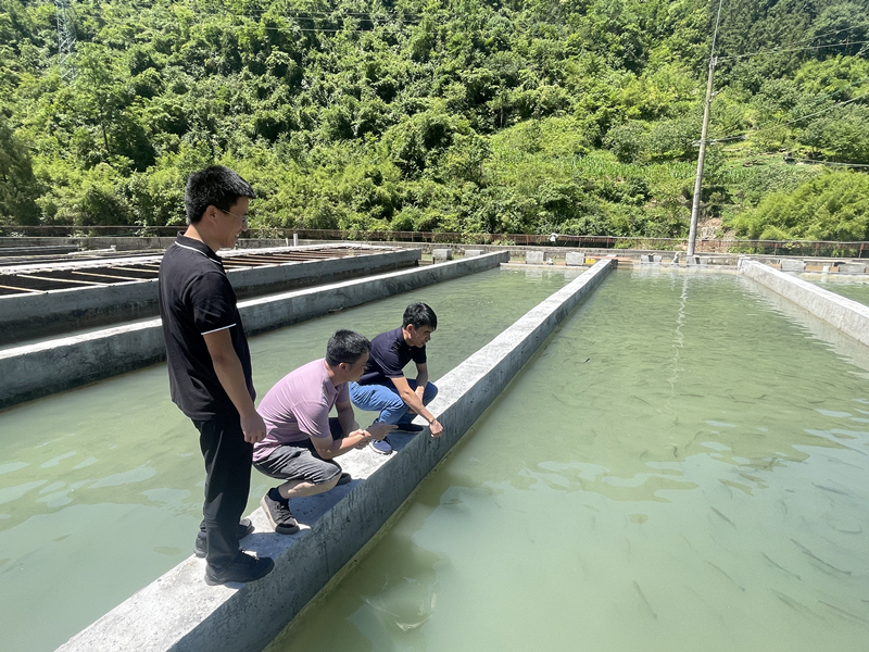在开州冷水鱼养殖基地,何滔副教授、吴荣华副教授、冯科老师查看虹鳟活动状态_副本.jpg